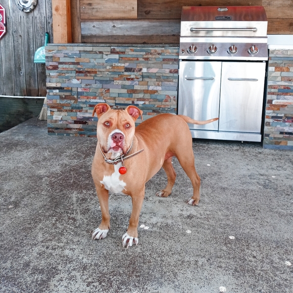 Obsessed Dog Mama 🩷 - Picture 4 of 7